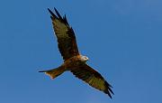 Red Kite37